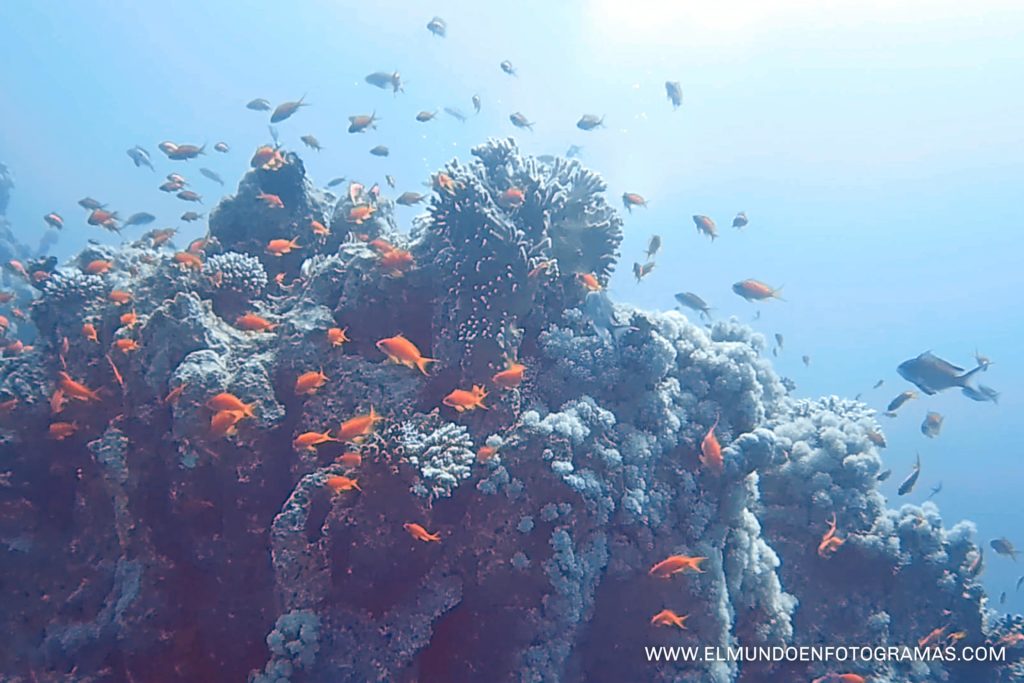 buceo-mar-Rojo-Aqaba