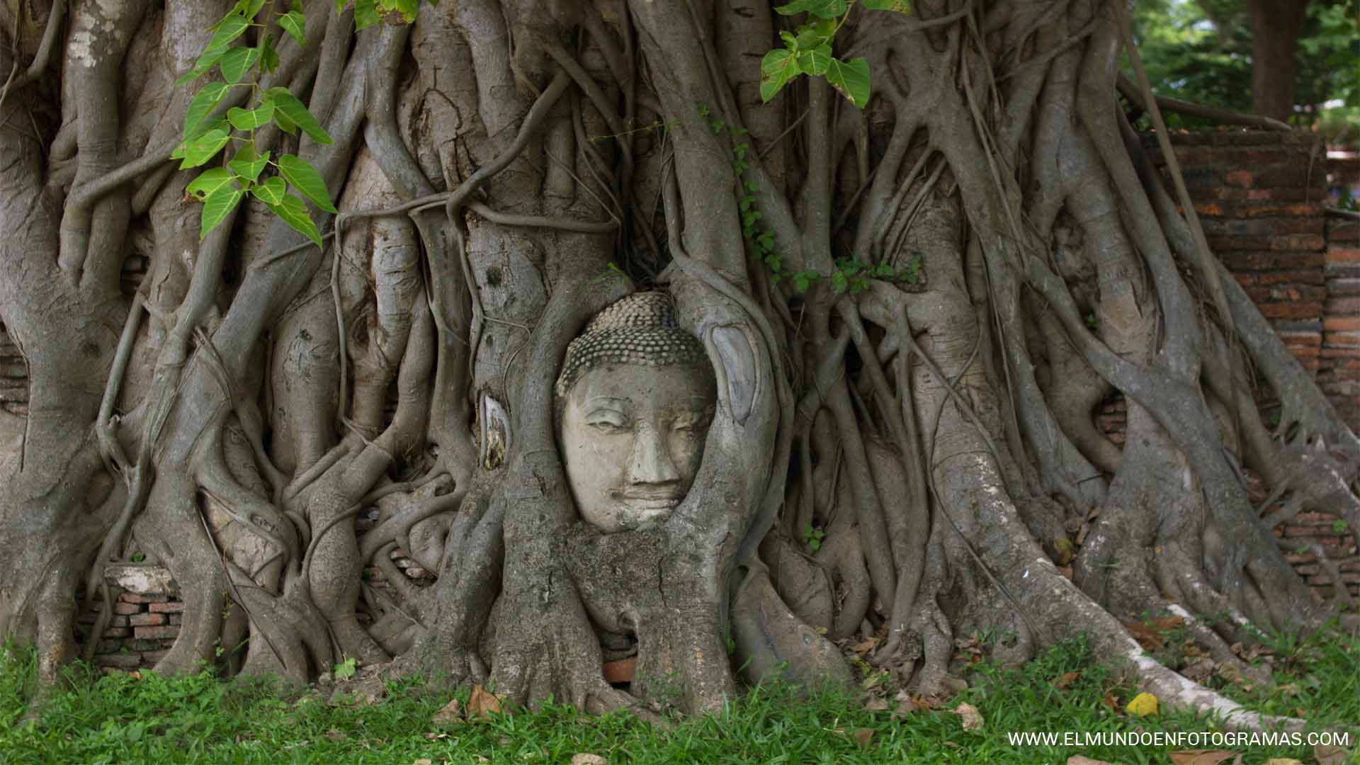 Wat-Mahathat-Ayutthaya