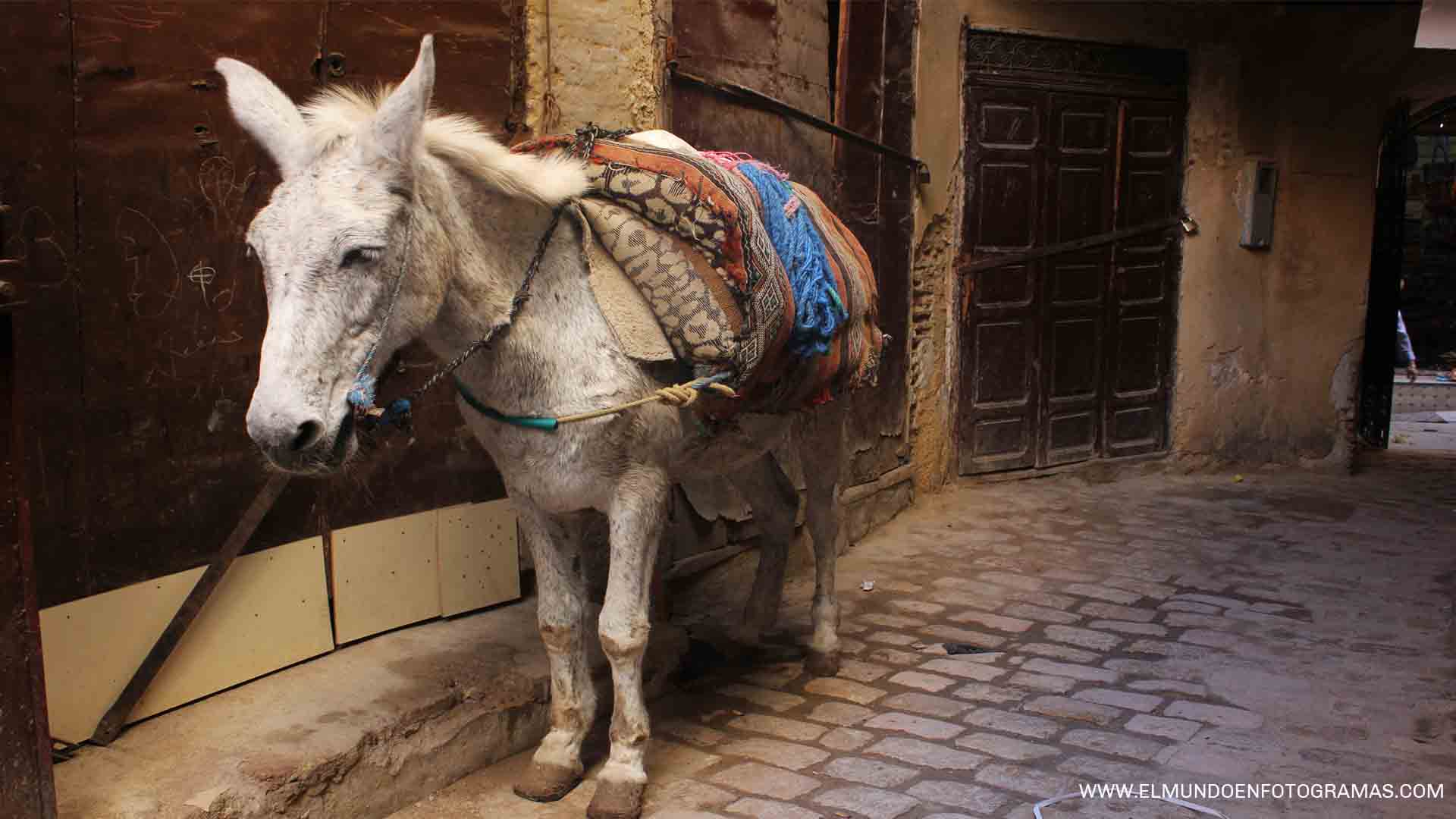 calles-Fez