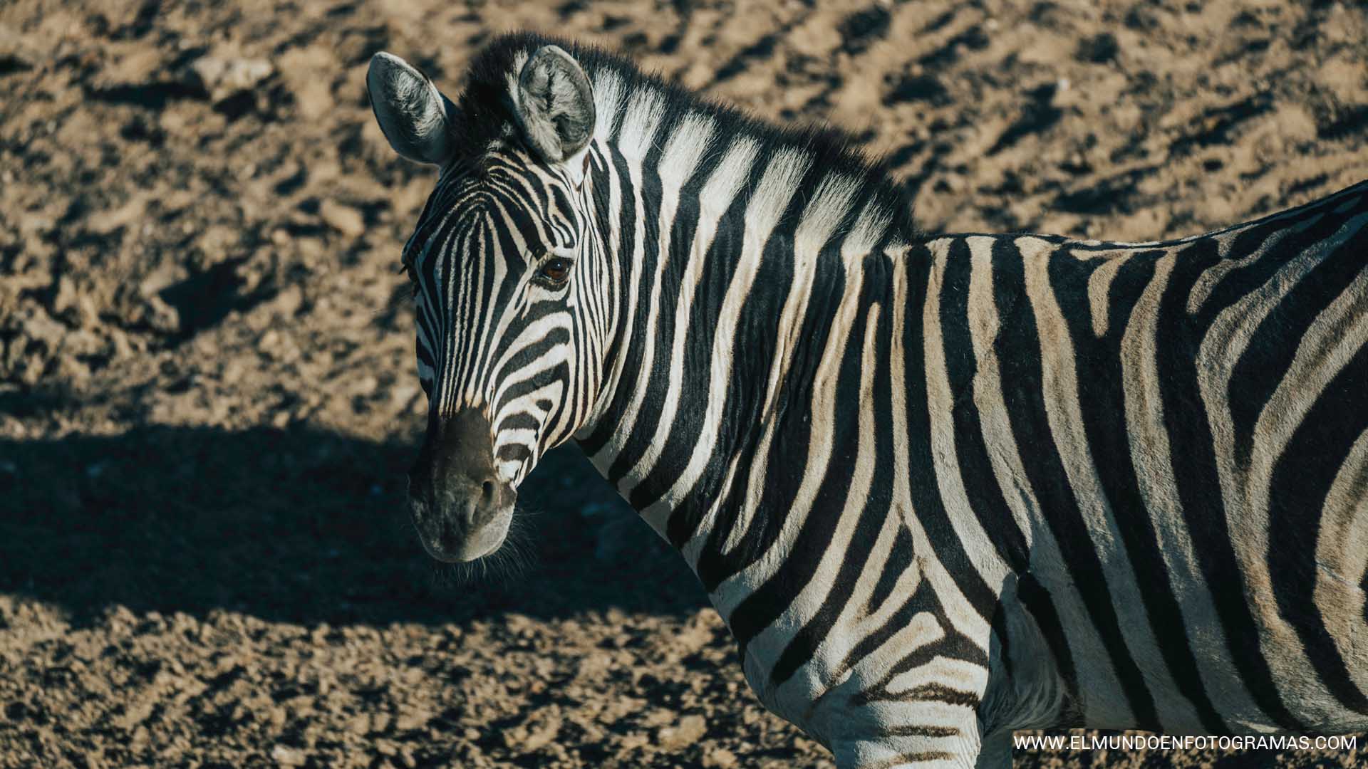 cebra-etosha