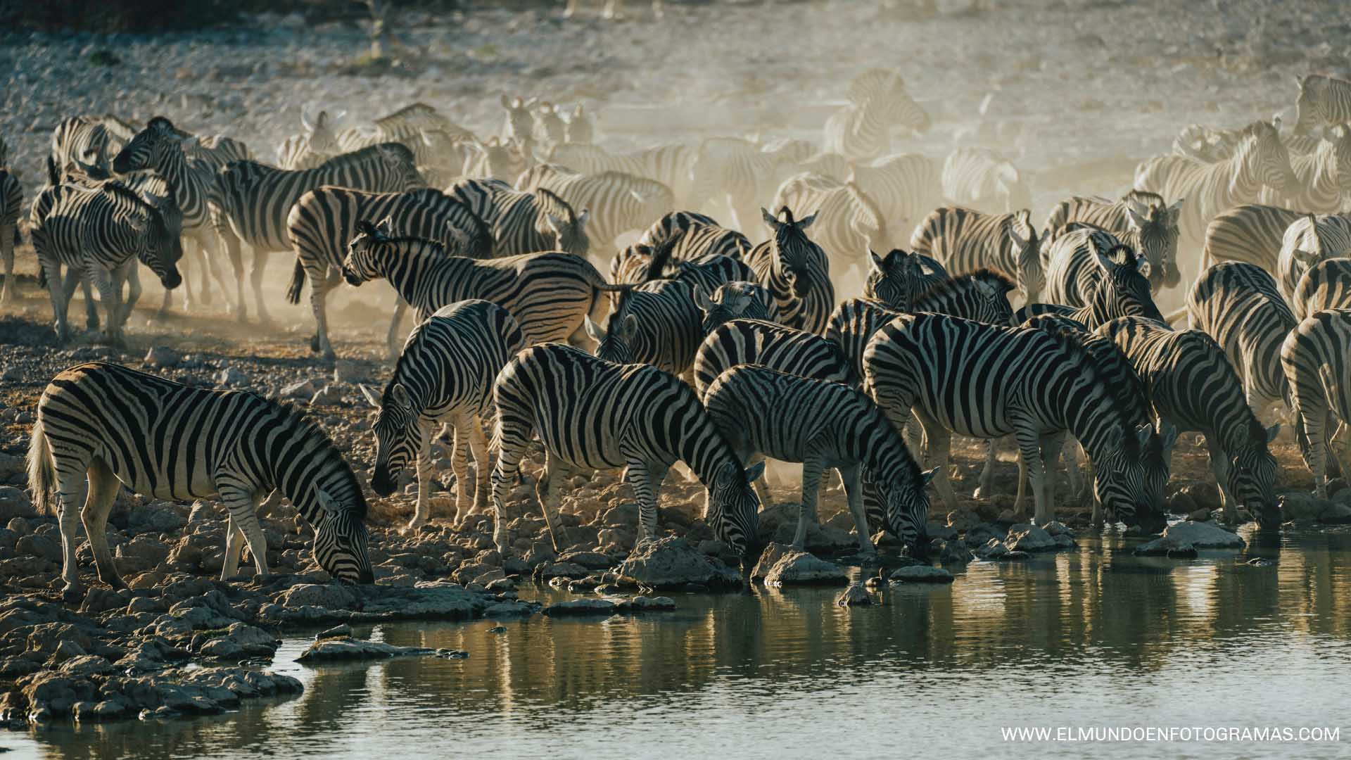 cebras-etosha