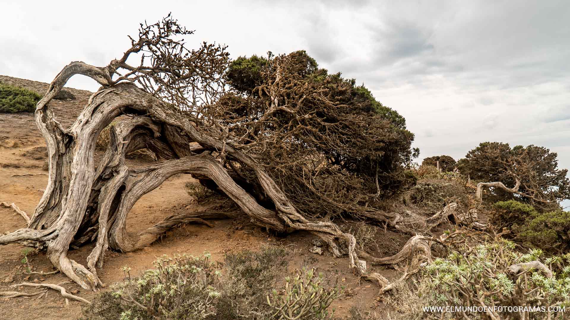 árbol sabinar