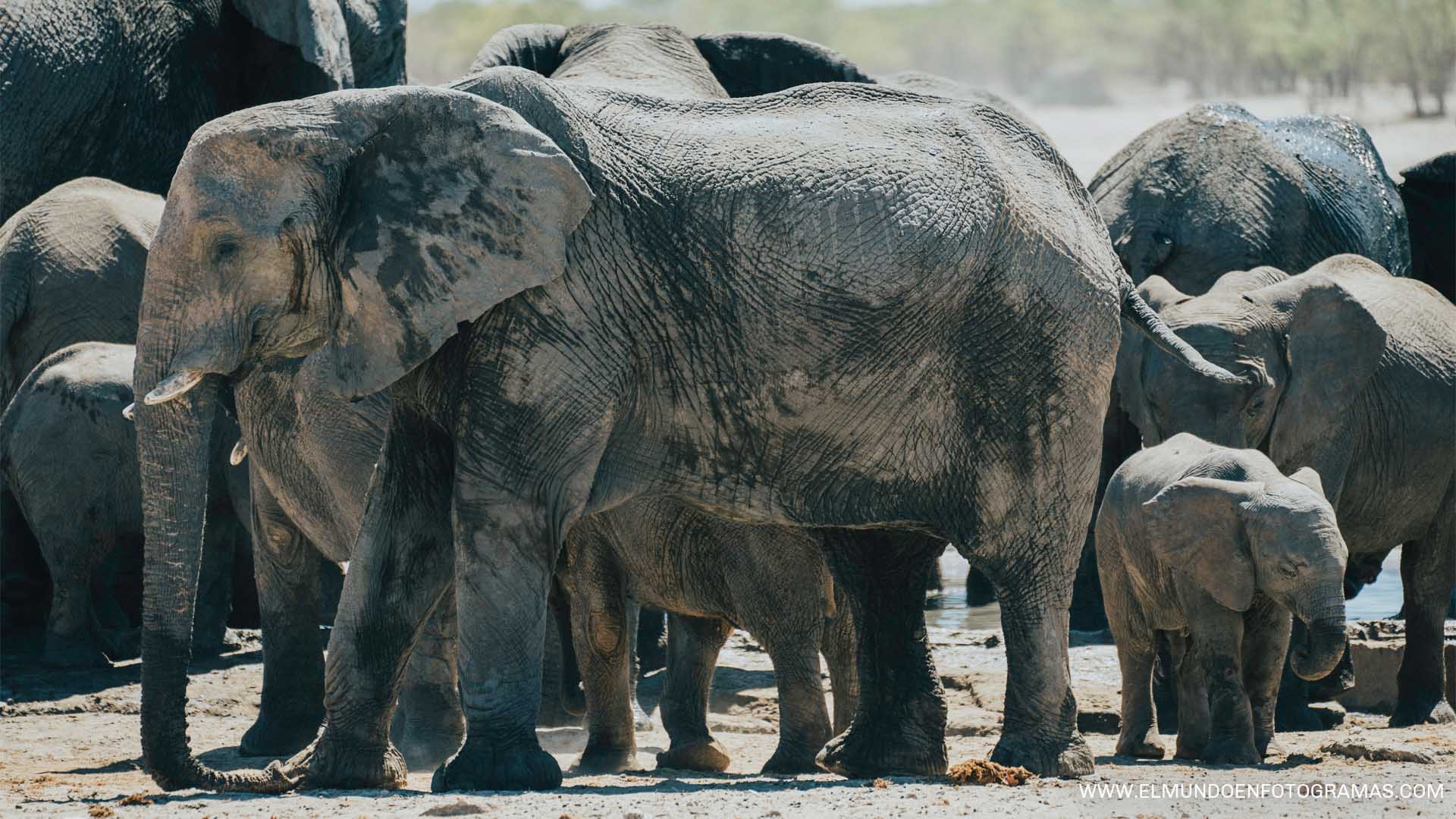 elefantes-etosha