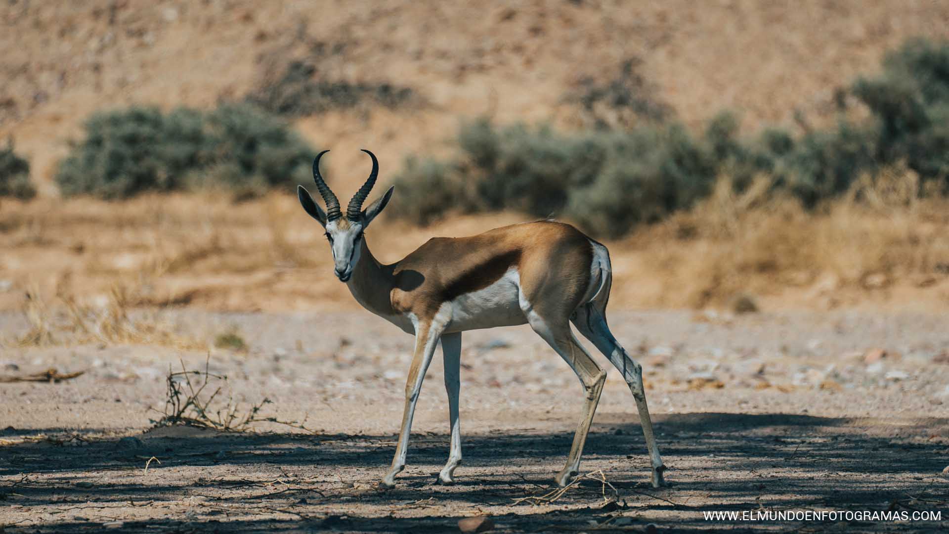 gacela-saltarina-etosha