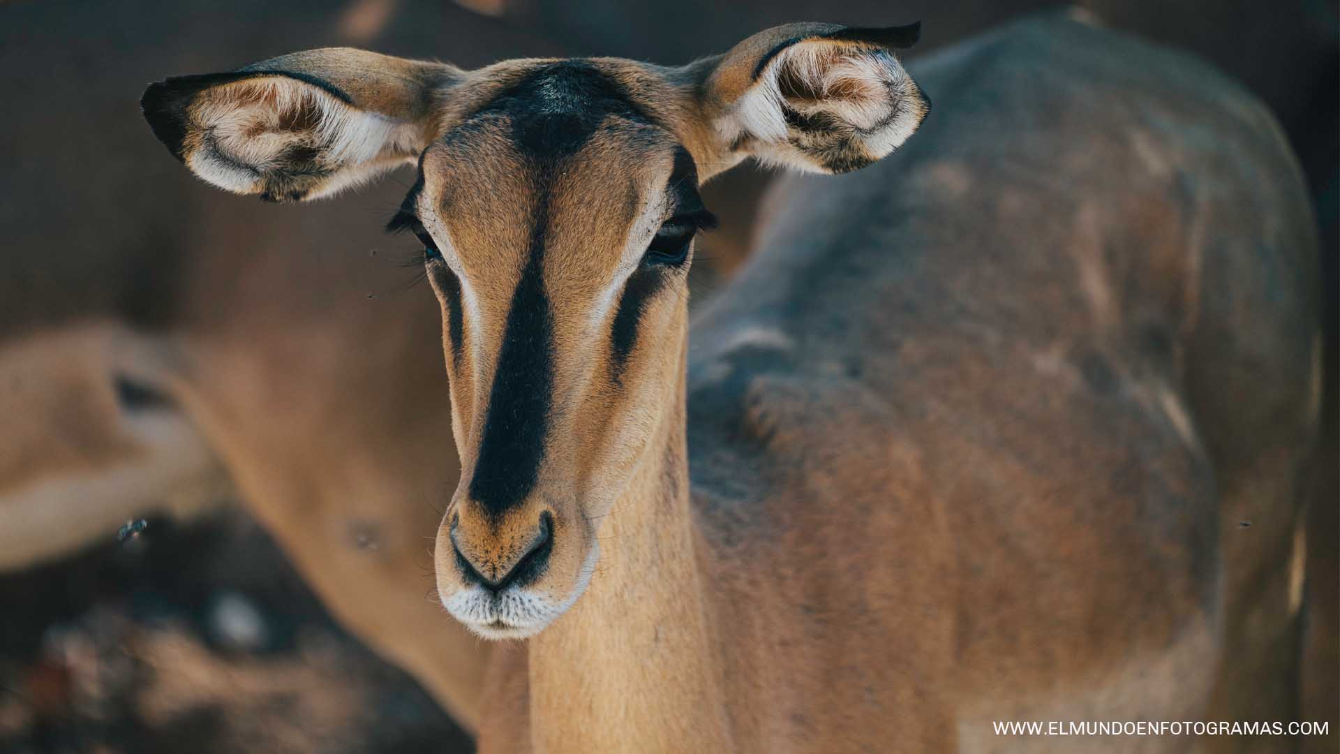 impala-cara-negra-Etosha