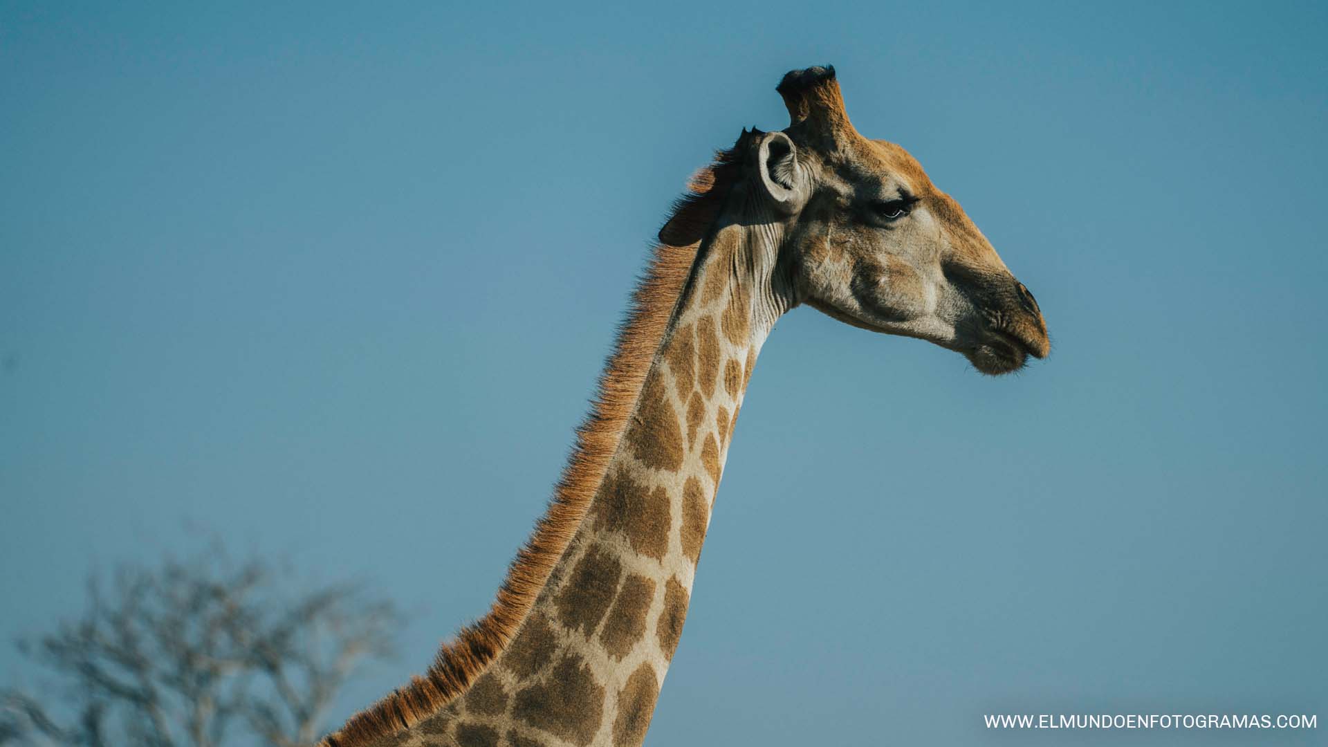 jirafa-parque-nacional-Etosha