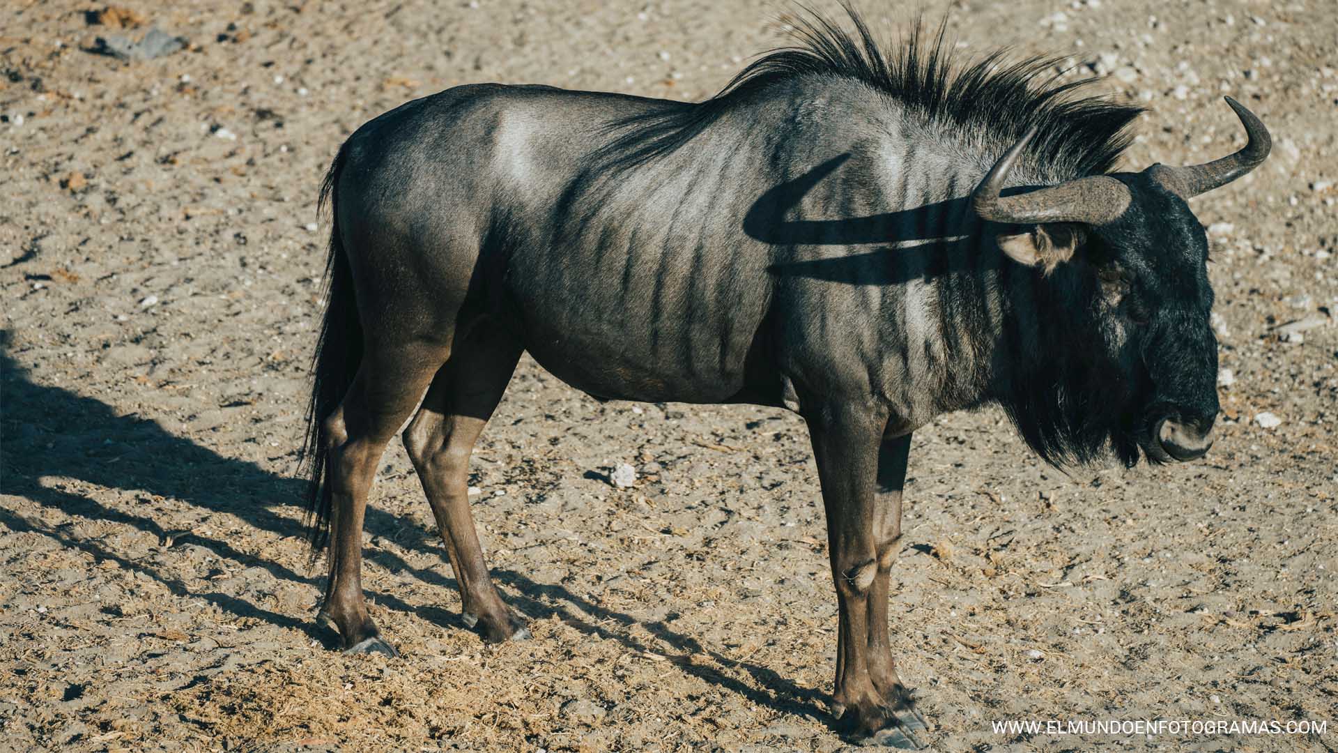 ñu-etosha