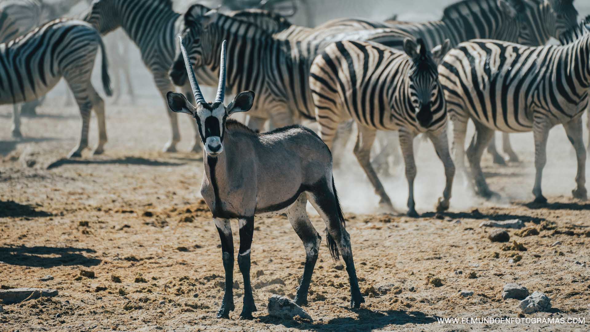 oryx-cebras-etosha