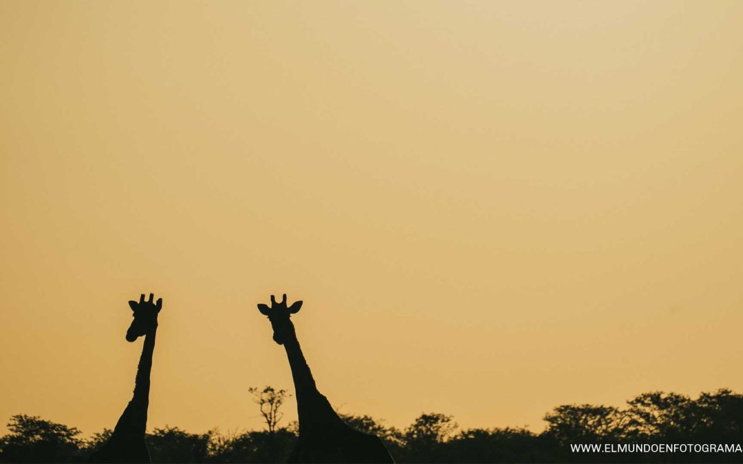 Visitar el Parque Nacional de Etosha