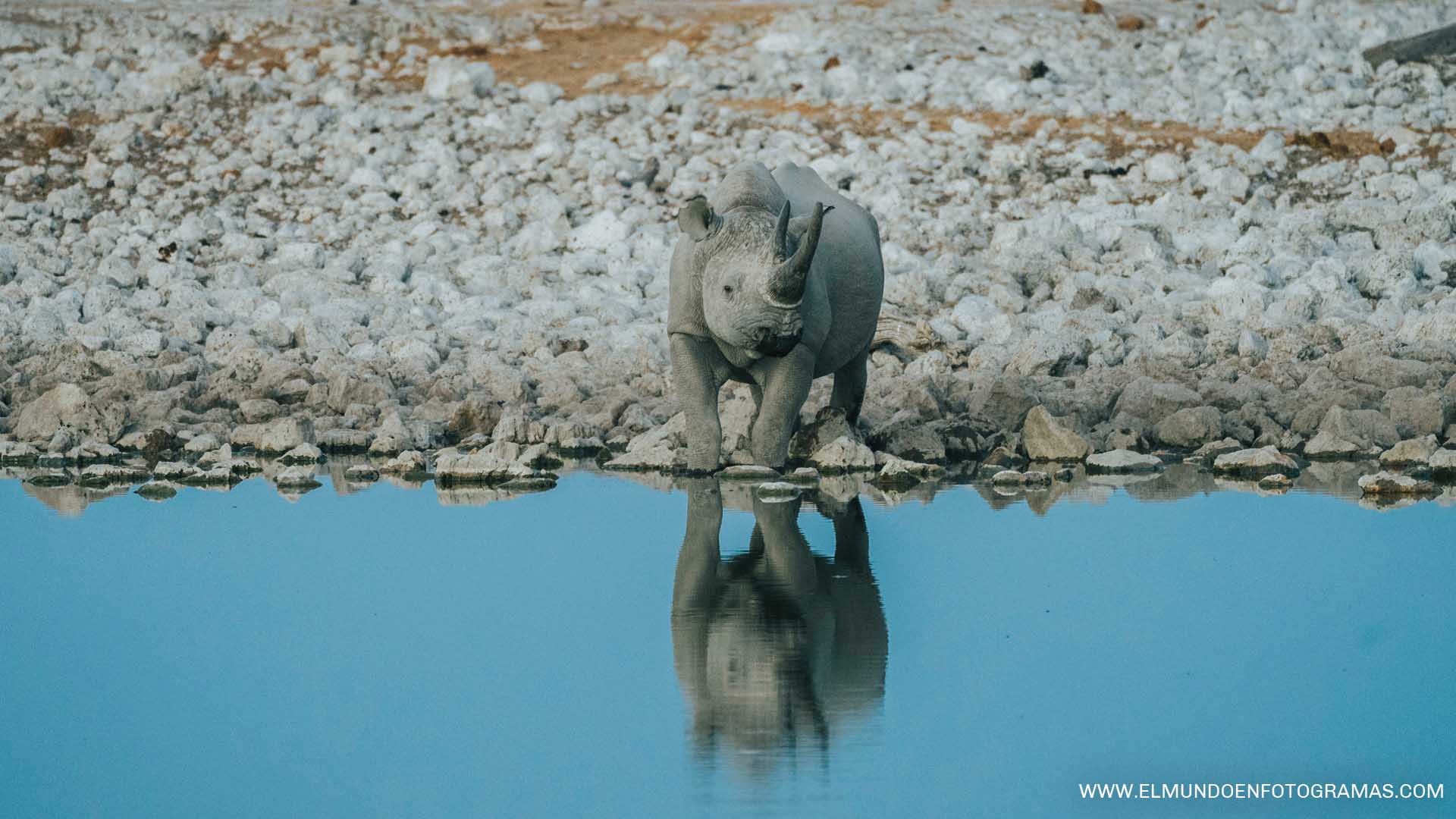 rinoceronto-blanco-etosha